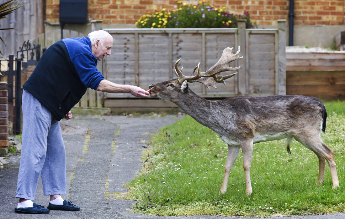 Дикие олени вышли на опустевшие из-за карантина улицы района Гарольд-Хилл в Лондоне