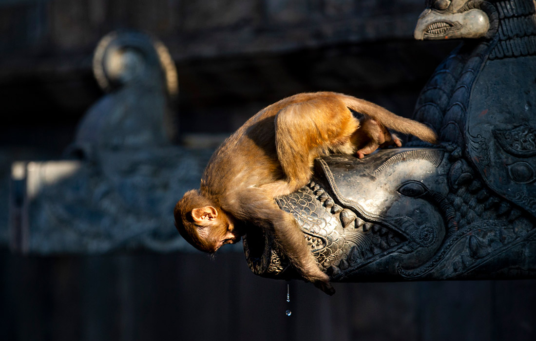 Обезьяна ищет питьевую воду в храме Пашупатинатх в Катманду, Непал