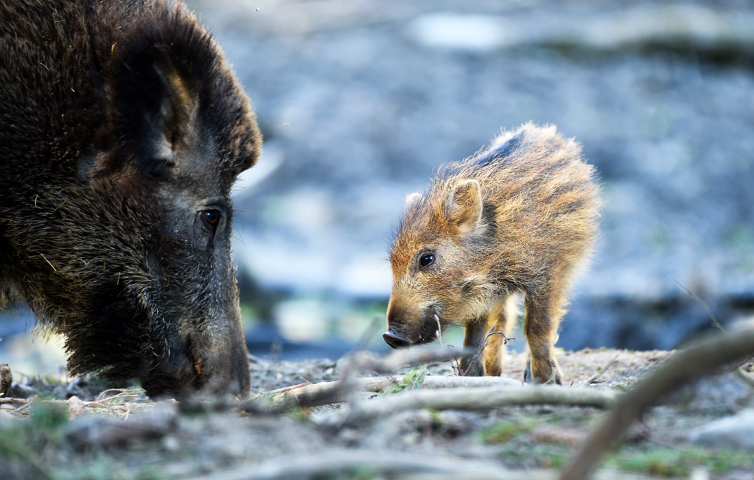 В заповеднике Баден-Вюртемберга, Германия