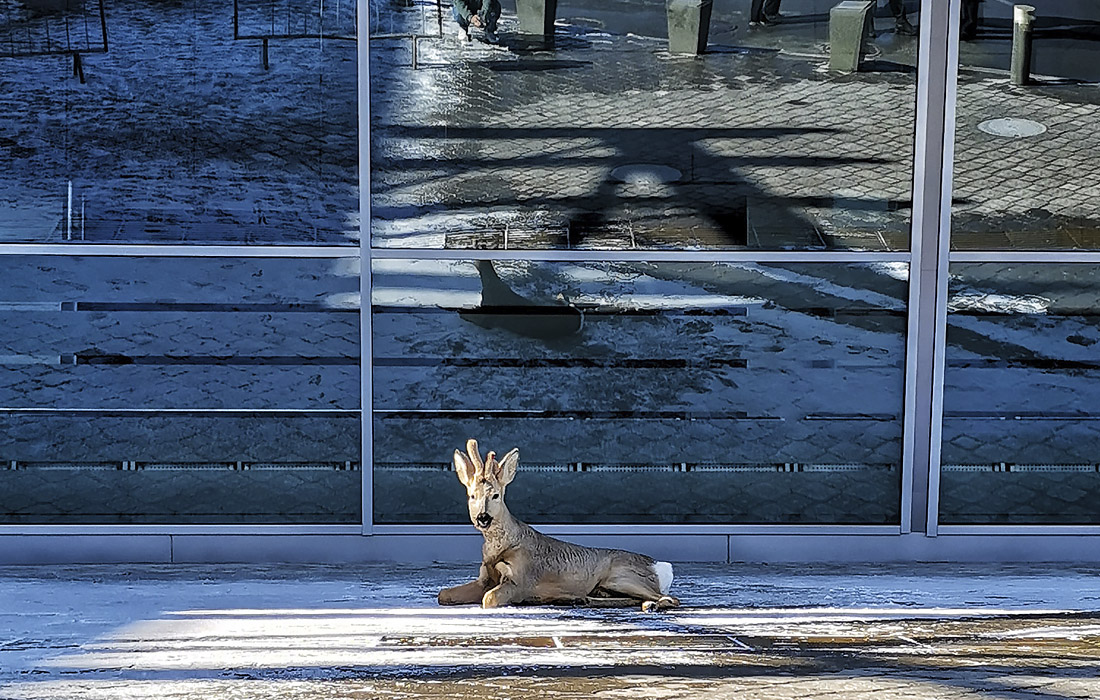 Травмированную годовалую косулю обнаружили в аэропорту "Казань". На место были вызваны специалисты Госкомитета Татарстана, которые эвакуировали животное и отвезли на реабилитацию в Свияжское охотничье хозяйство.
