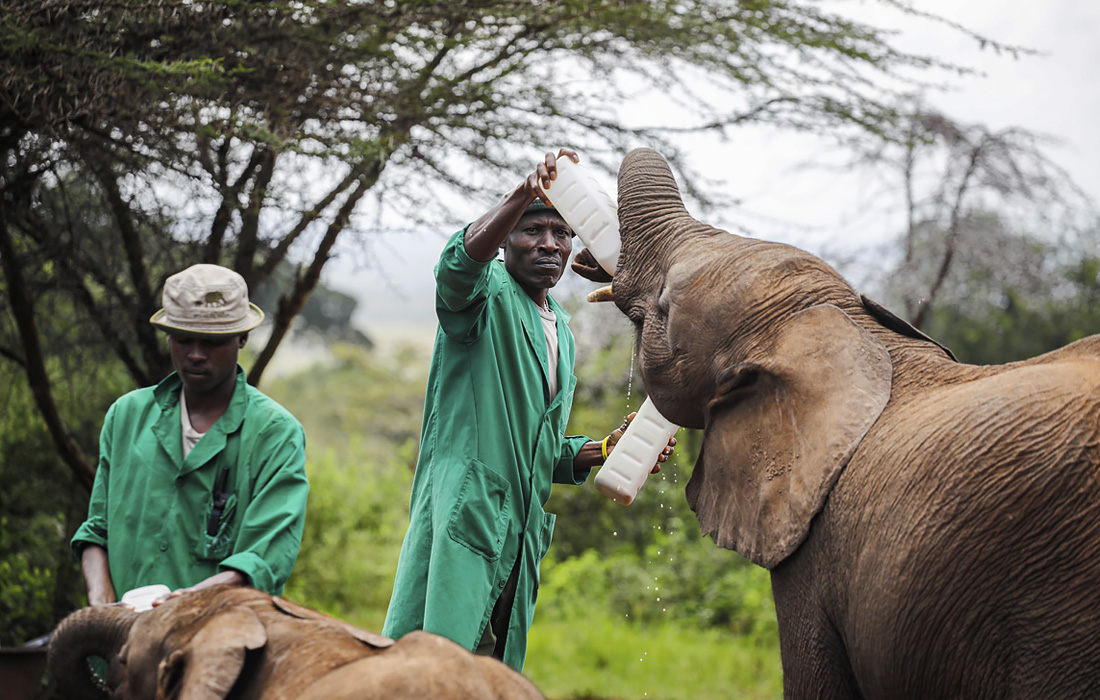 Хранитель приюта для слонов в Найроби продолжает заботиться об осиротевших слонятах, несмотря на закрытие территории для посетителей