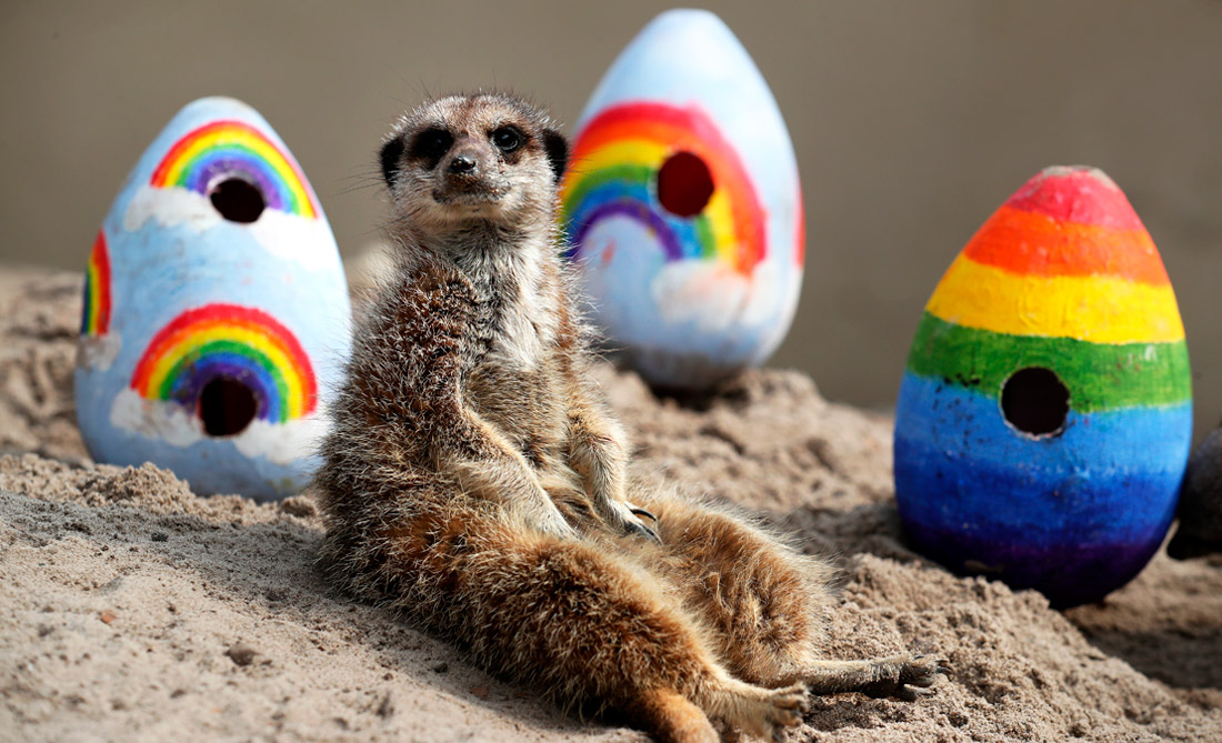 Животные сафари-парка "Блэр-Драммонд" в Шотландии получили угощения в преддверии Пасхи