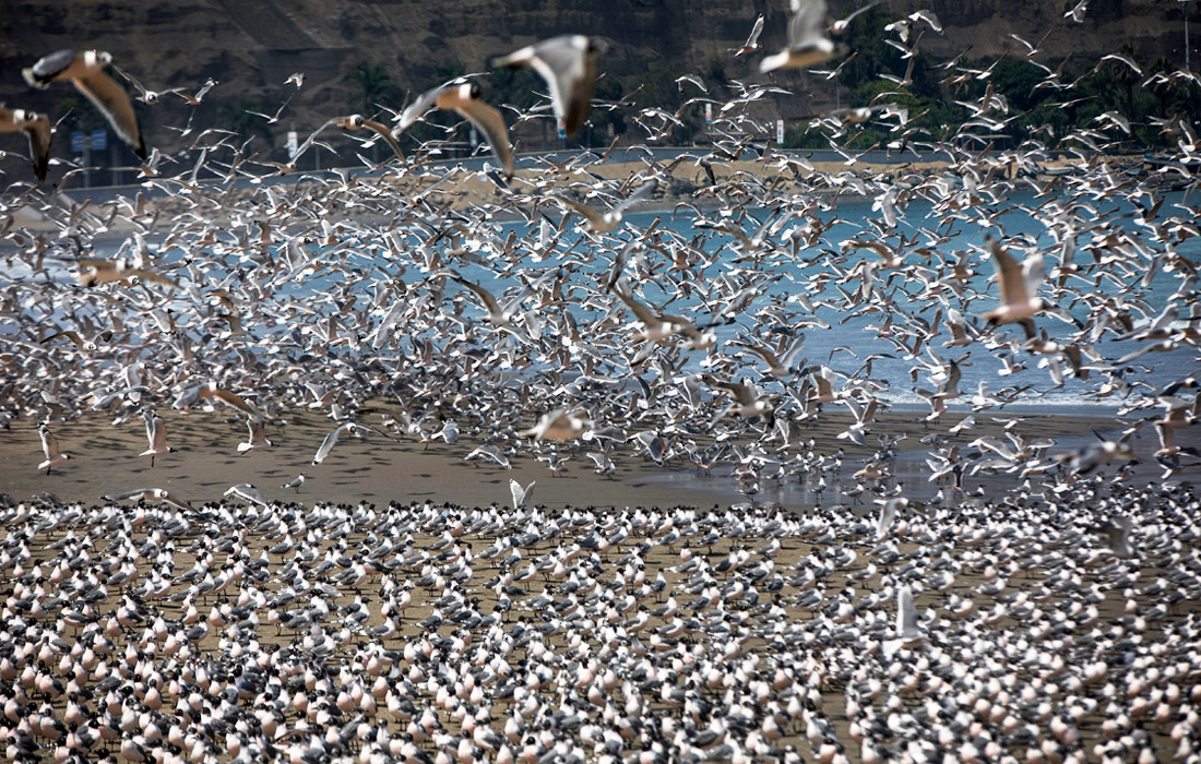 В Лиме во время карантина сотни птиц заняли один из самых популярных пляжей в городе