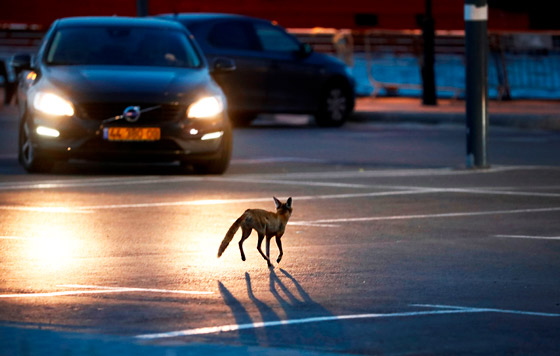 Пока все дома