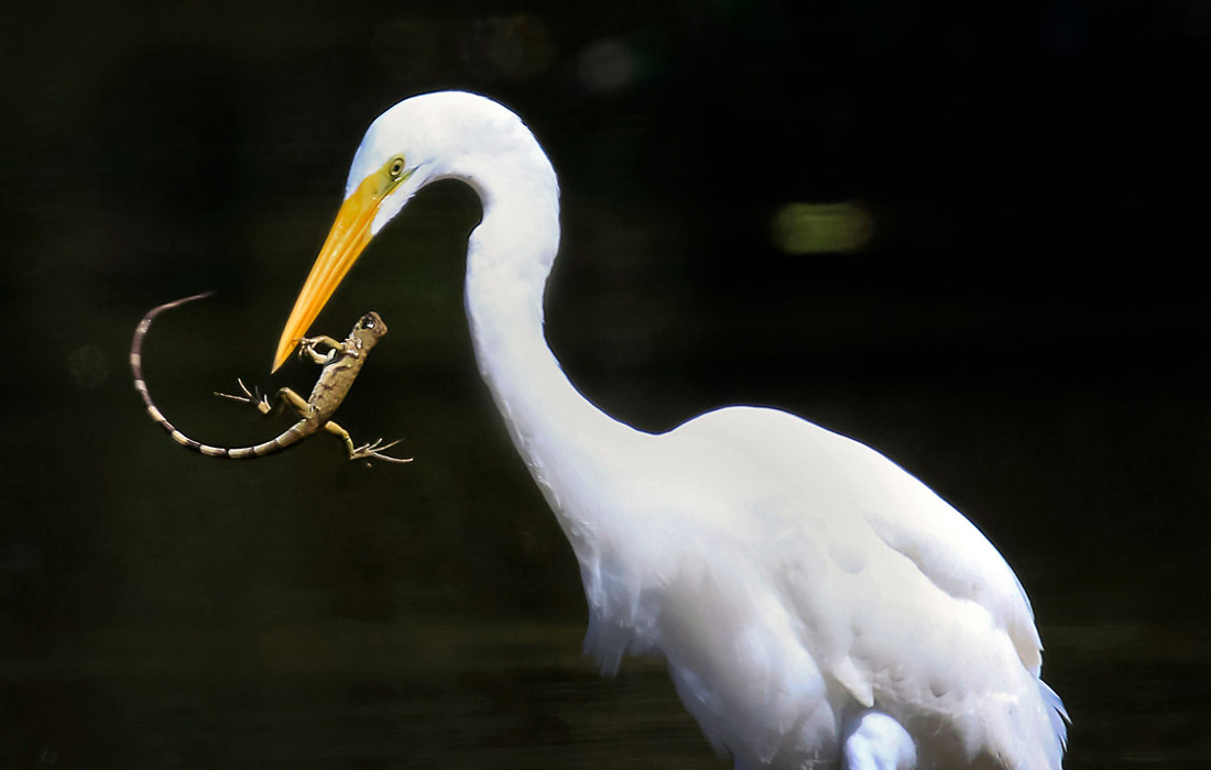 Цапля во время охоты. Коста-Рика.