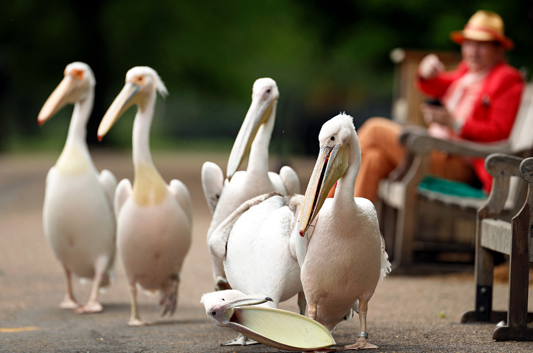 Пеликаны в парке Сент-Джеймс в Лондоне
