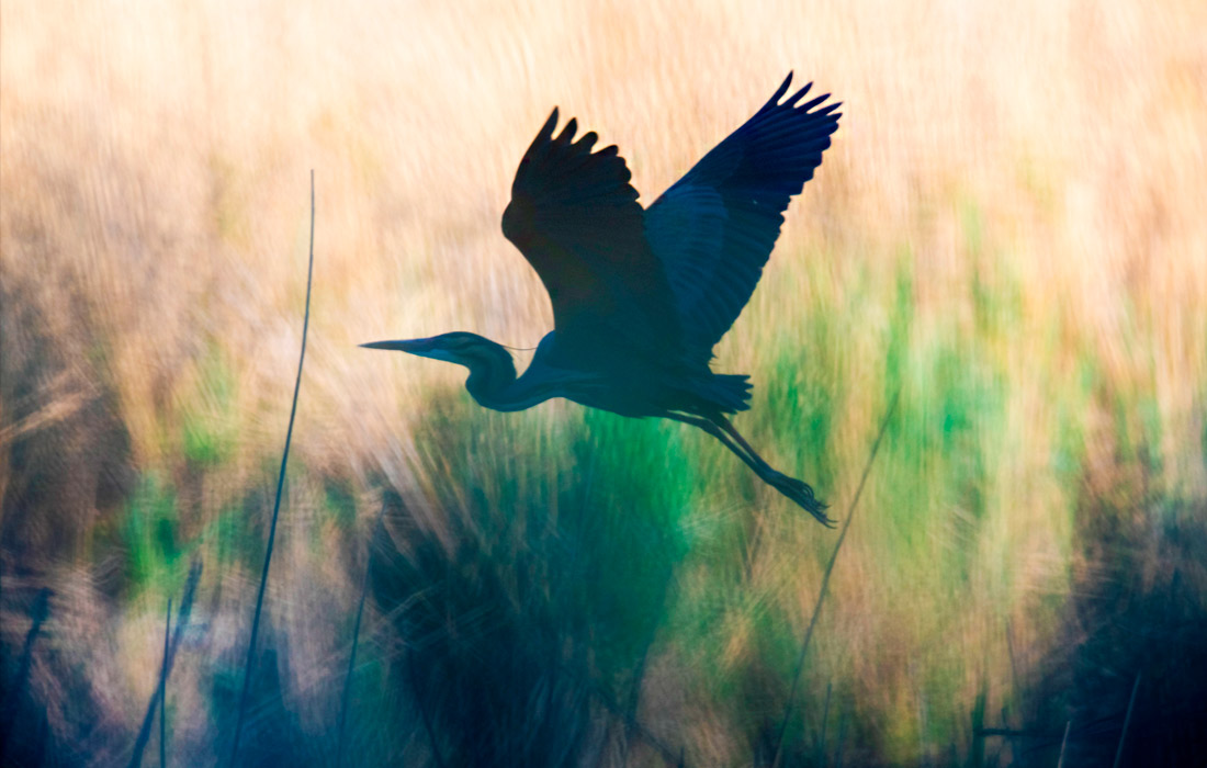 Рыжая цапля в немецком городе Вагхойзель