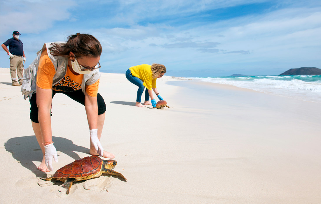 В природном заповеднике канарского острова Фуэртевентура черепах выпустили на волю после лечения