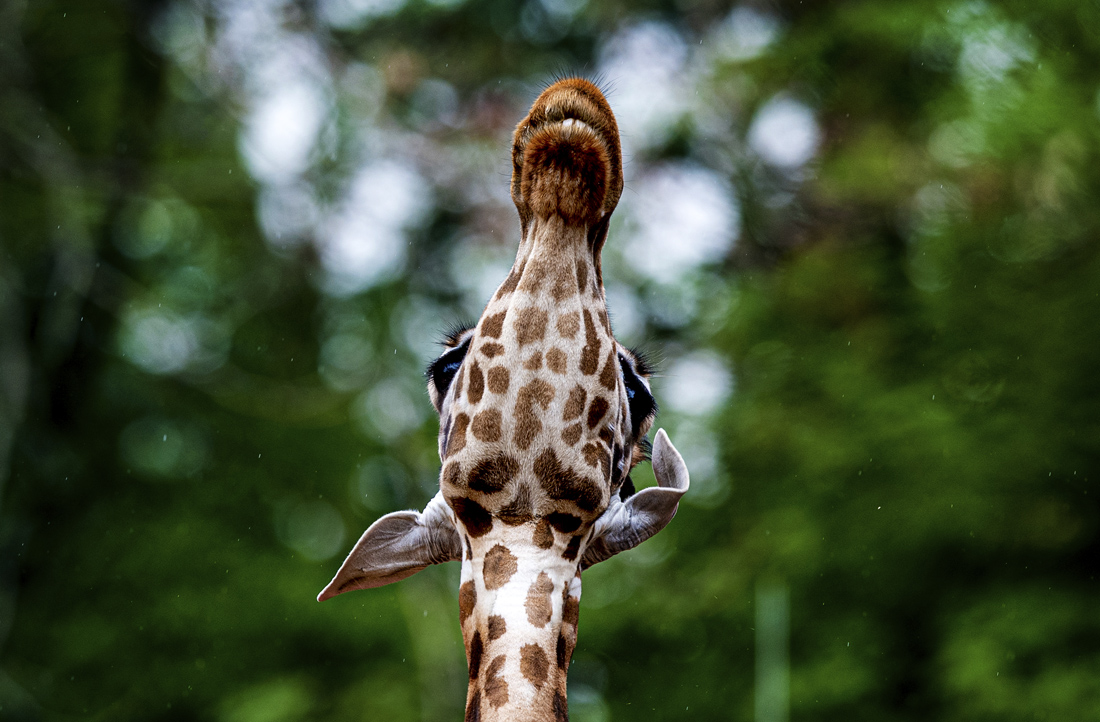 Южноафриканский жираф в зоопарке Дрездена, Германия
