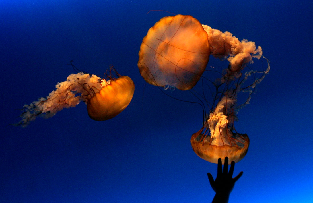 Медузы в океанариуме Гонконга