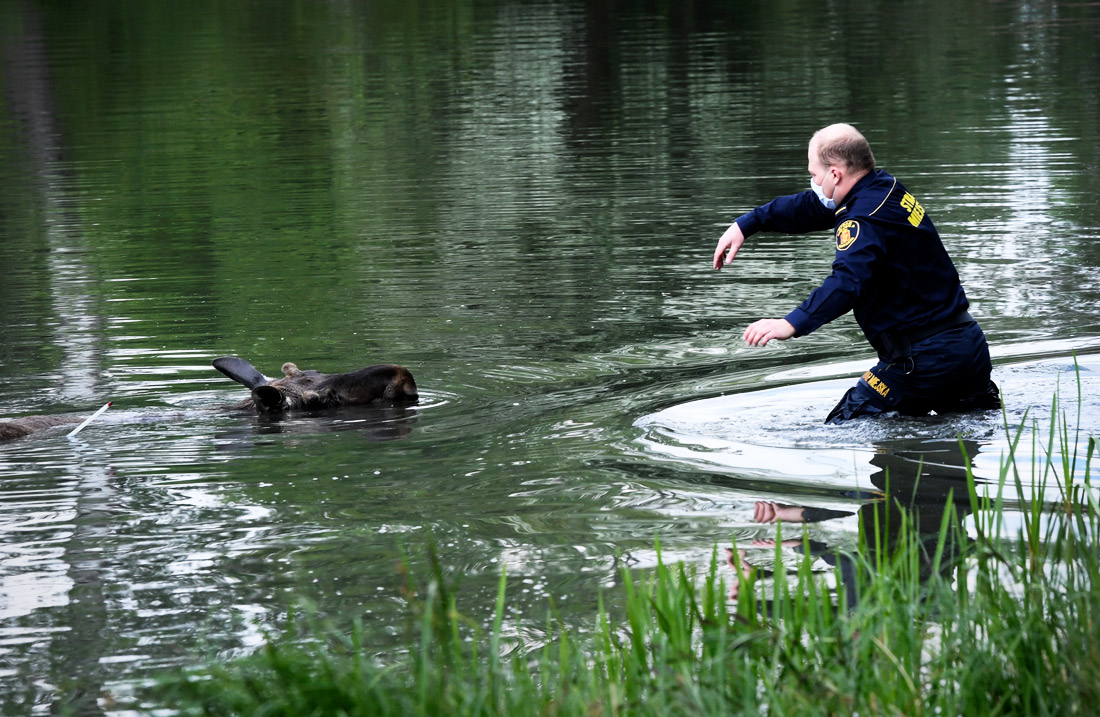 Тонущего лося вытащили из озера под Варшавой
