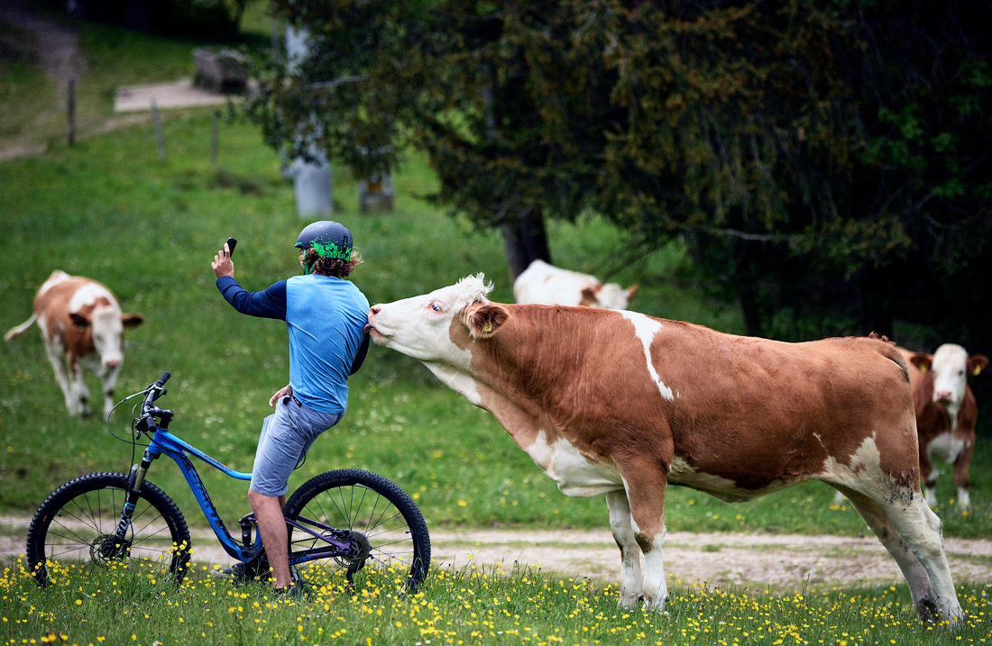 Велосипедист делает селфи с коровой. Замерберг, Германия.