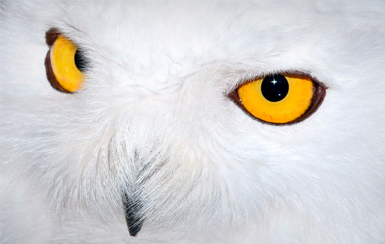 Цветотерапия: Белый