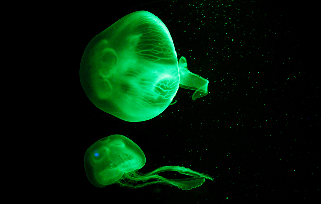 Медузы в аквариуме на острове Майорка