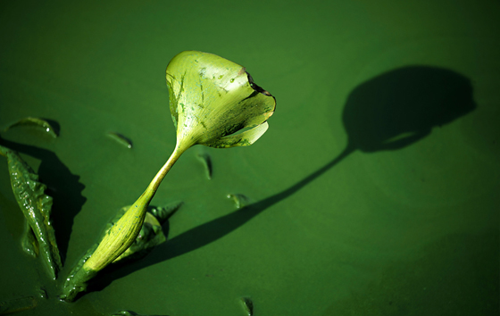 Цветотерапия: зеленый