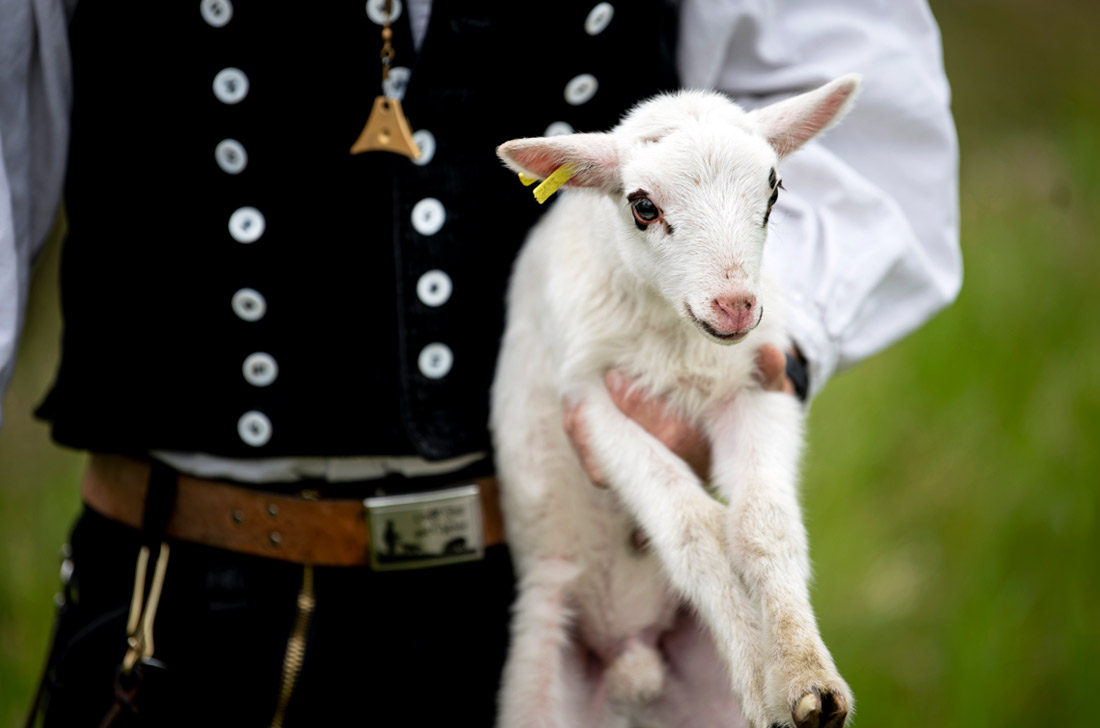 С мая по ноябрь на лугах парка Сан-Суси в Потсдаме будут пастись 30 овец