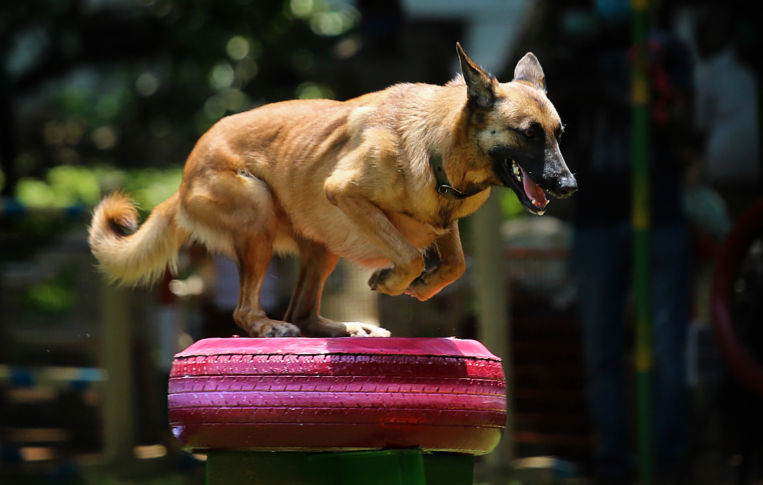 В индийском Бангалоре открылся парк для специальной подготовки служебных собак