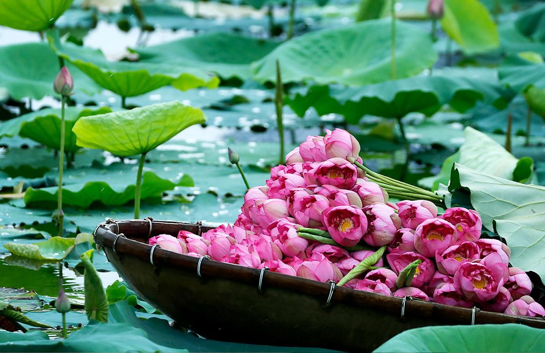 Сезон цветения лотосов во Вьетнаме