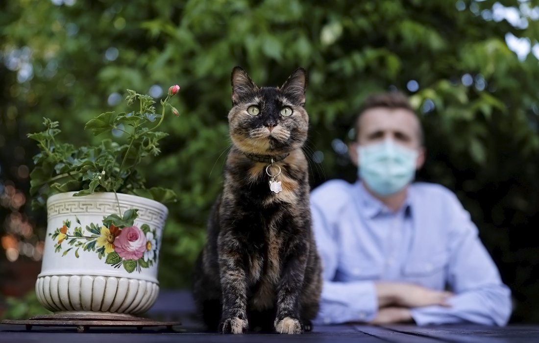 Девятилетний кот Папилль стал первым домашним питомцем во Франции, у которого обнаружили коронавирус. Вероятно, он заразился от своих владельцев. Сейчас кот полностью здоров.
