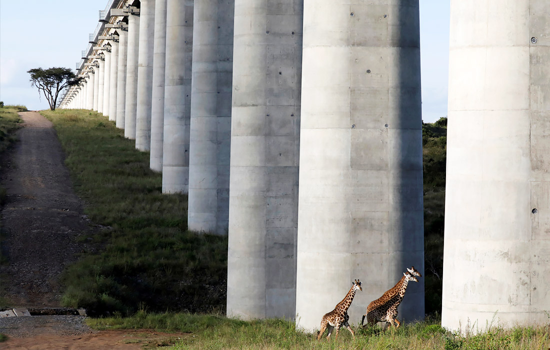 Жирафы в Национальном парке Найроби, Кения