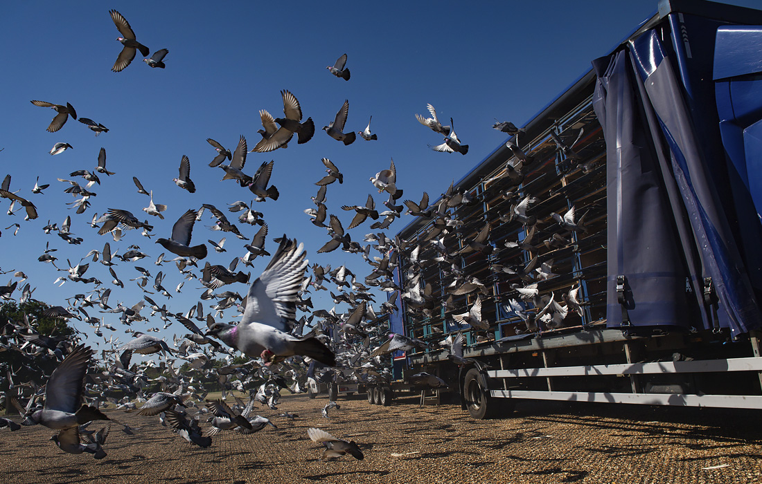 Гонки голубей стали первым видом спортивных соревнований, вернувшимся к жизни после смягчения ограничений в Англии. На фото: голуби, принадлежащие членам Федерации гоночных голубей Барнсли, в парке Уикстид в Кеттеринге.
