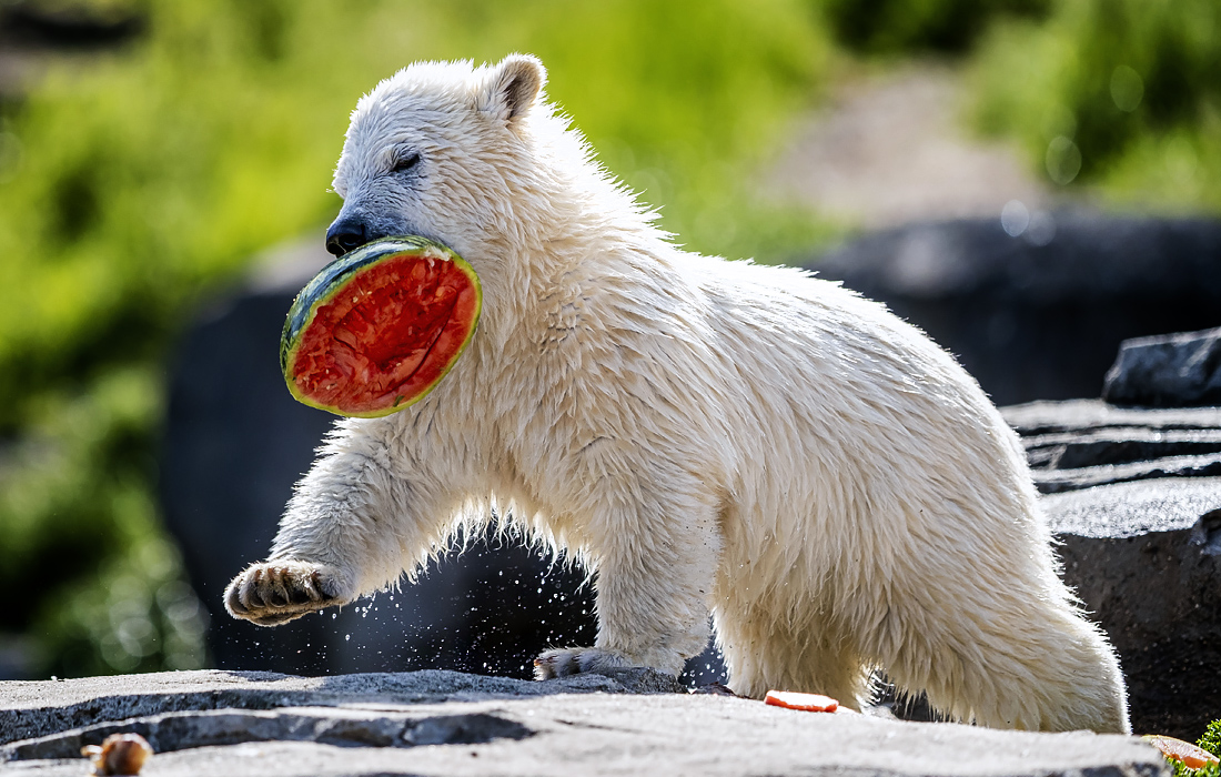 Новорожденный белый медвежонок в зоопарке Ганновера получил имя Нана