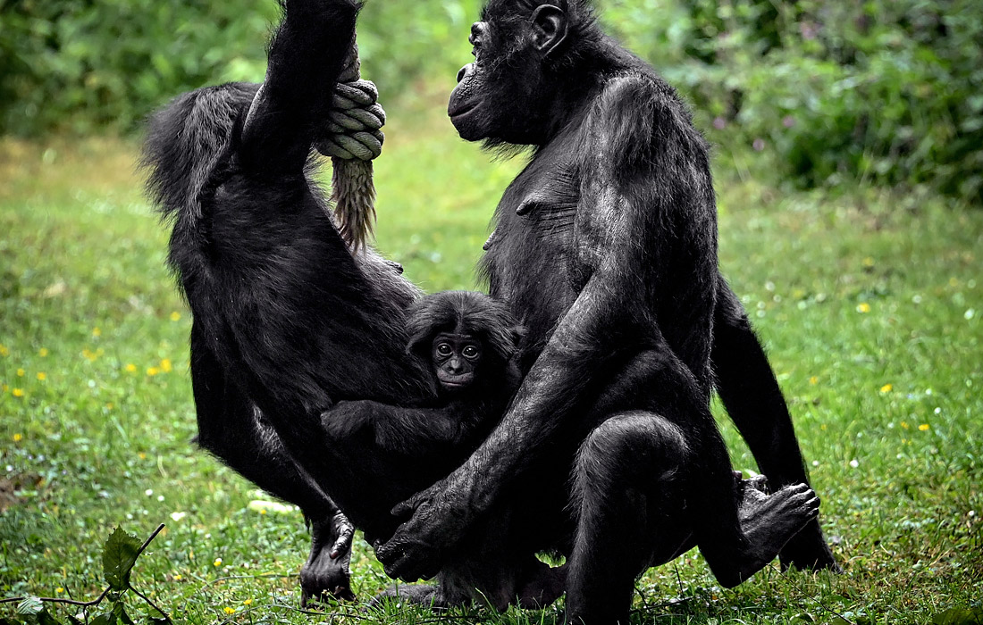 Посетителей Кельнского зоопарка познакомили с новорожденной обезьяной бонобо