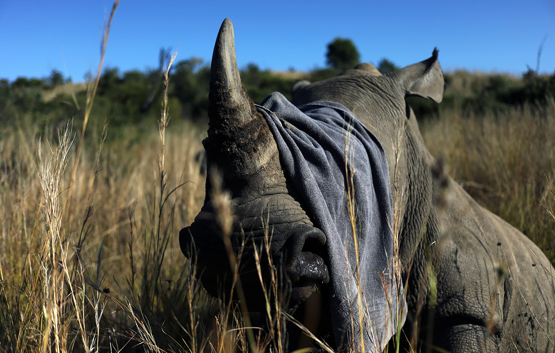 В заповеднике Пиланесберг в ЮАР зоозащитники срезают носорогам рога для того, чтобы предотвратить отстрел животных браконьерами. Рог носорога высоко ценится на черном рынке, его используют в традиционной восточной медицине, и растущий спрос на этот товар привел к увеличению случаев убийства этих животных.