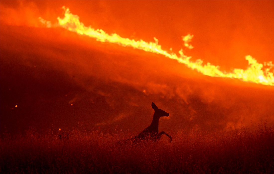 Крупные лесные пожары охватили Калифорнию