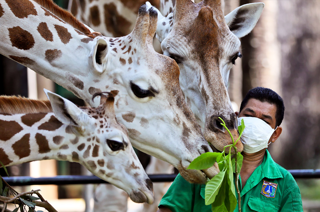Зоопарк Рагунан в Джакарте готовится к открытию после ослабления ограничений