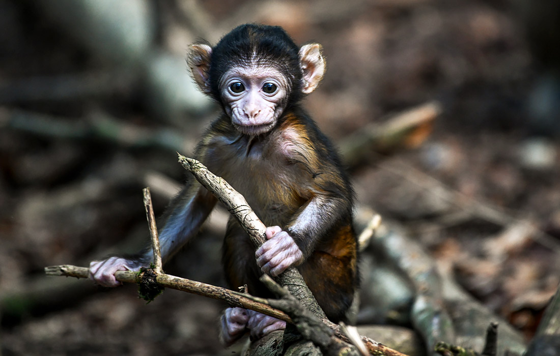 Детеныш магота, родившийся несколько недель назад, в парке для обезьян Аффенберг в Германии
