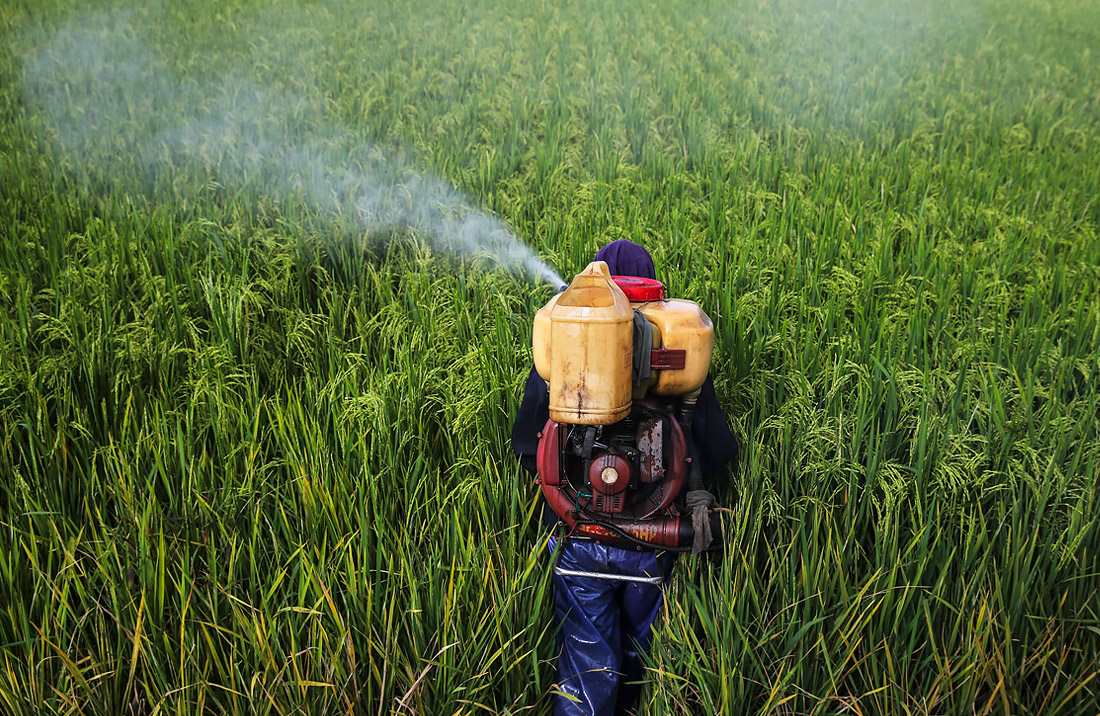 Фермер распыляет пестициды на рисовом поле в Селангоре (Малайзия)