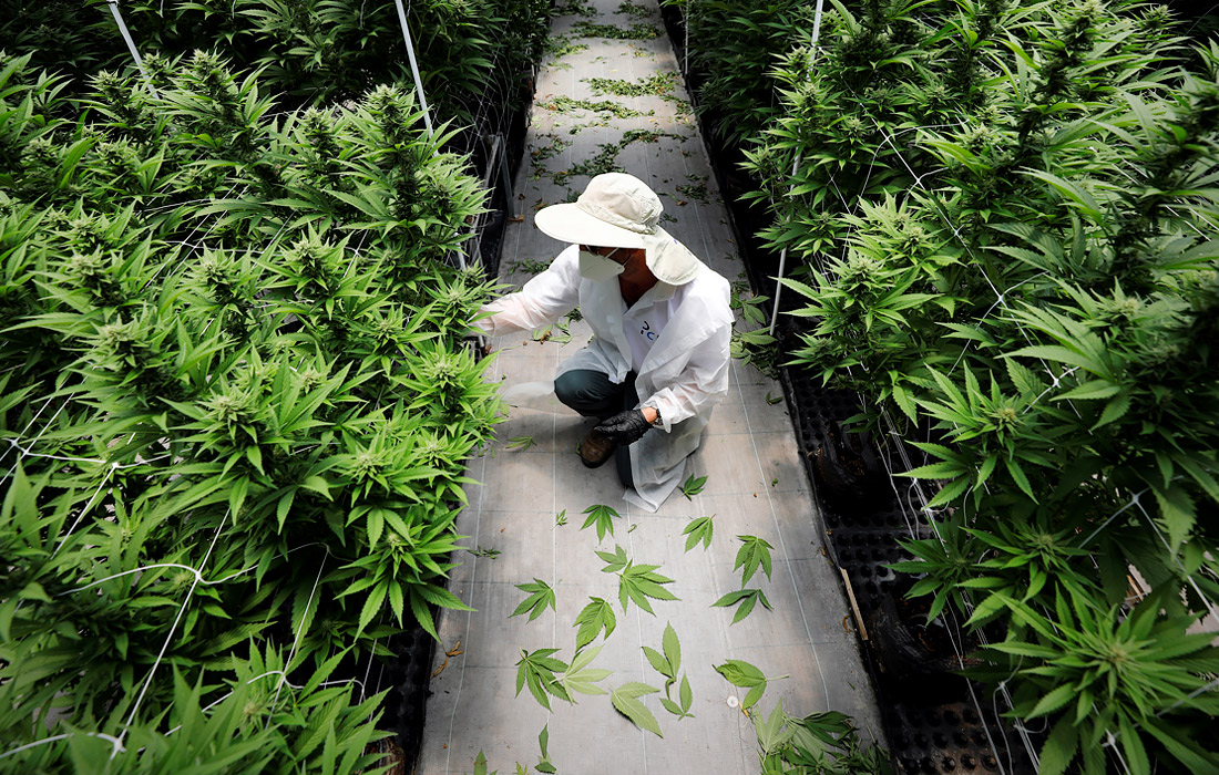 Выращивание медицинской марихуаны в Израиле