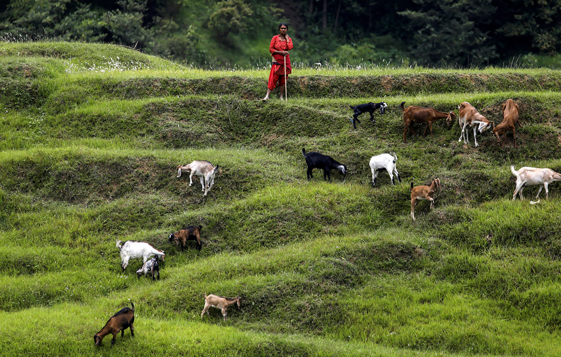Женщина пасет коз на полях в Бхактапуре, Непал