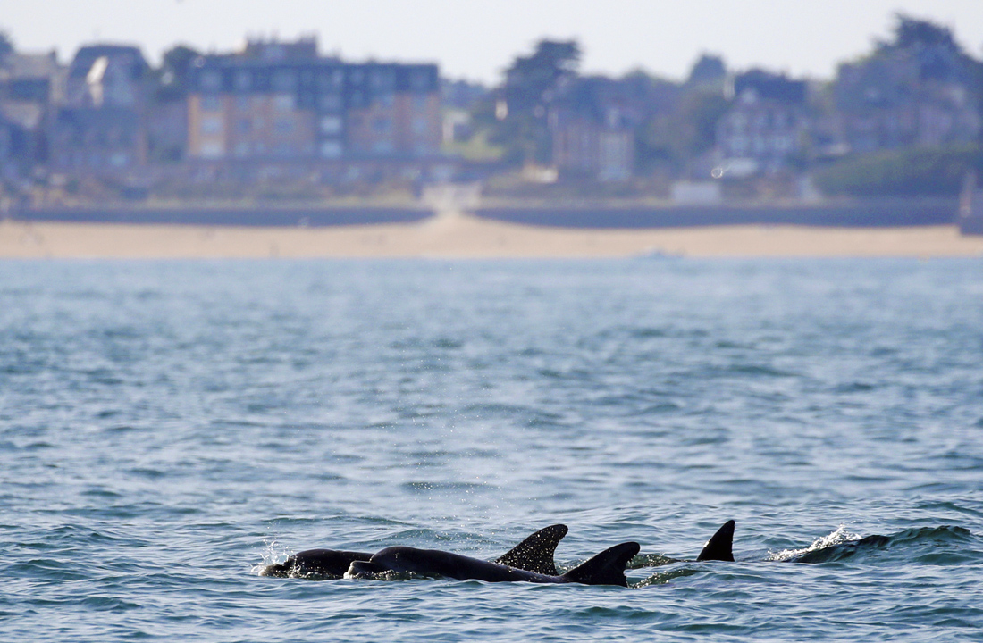 Дельфины в море недалеко от берега французского Канкаля