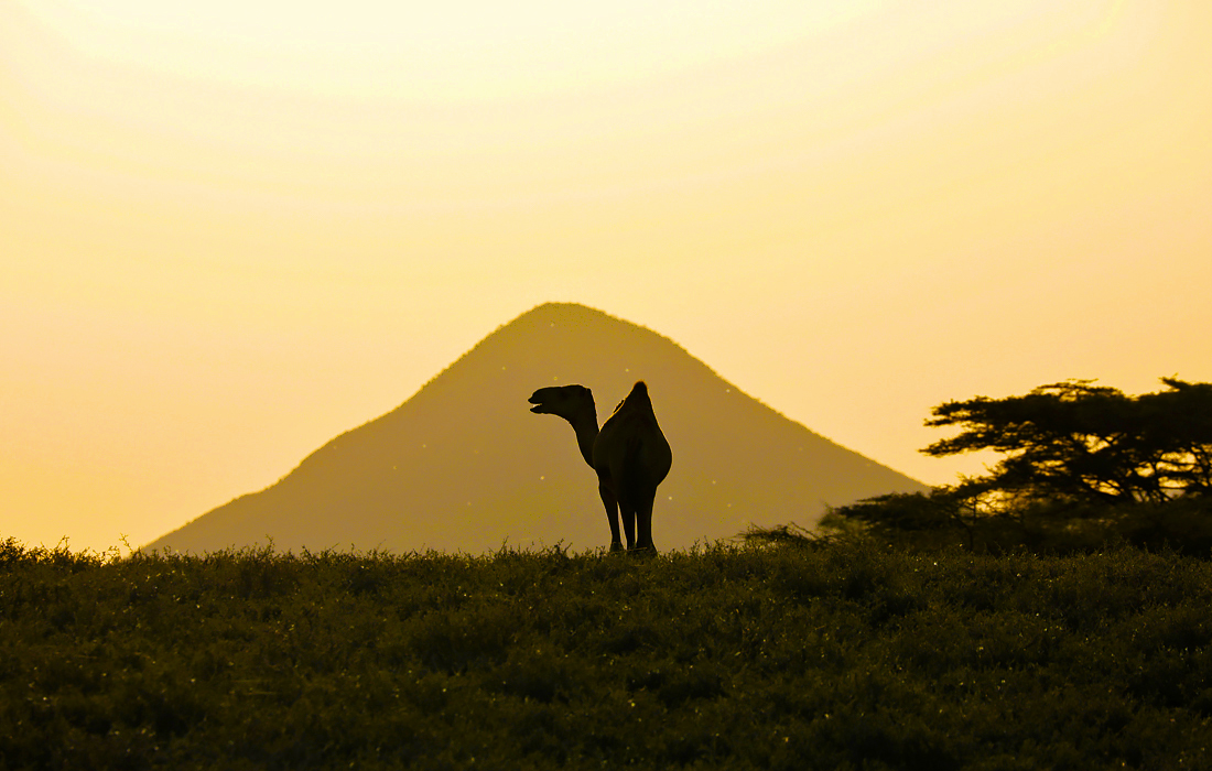 Верблюд на пастбище в Кении