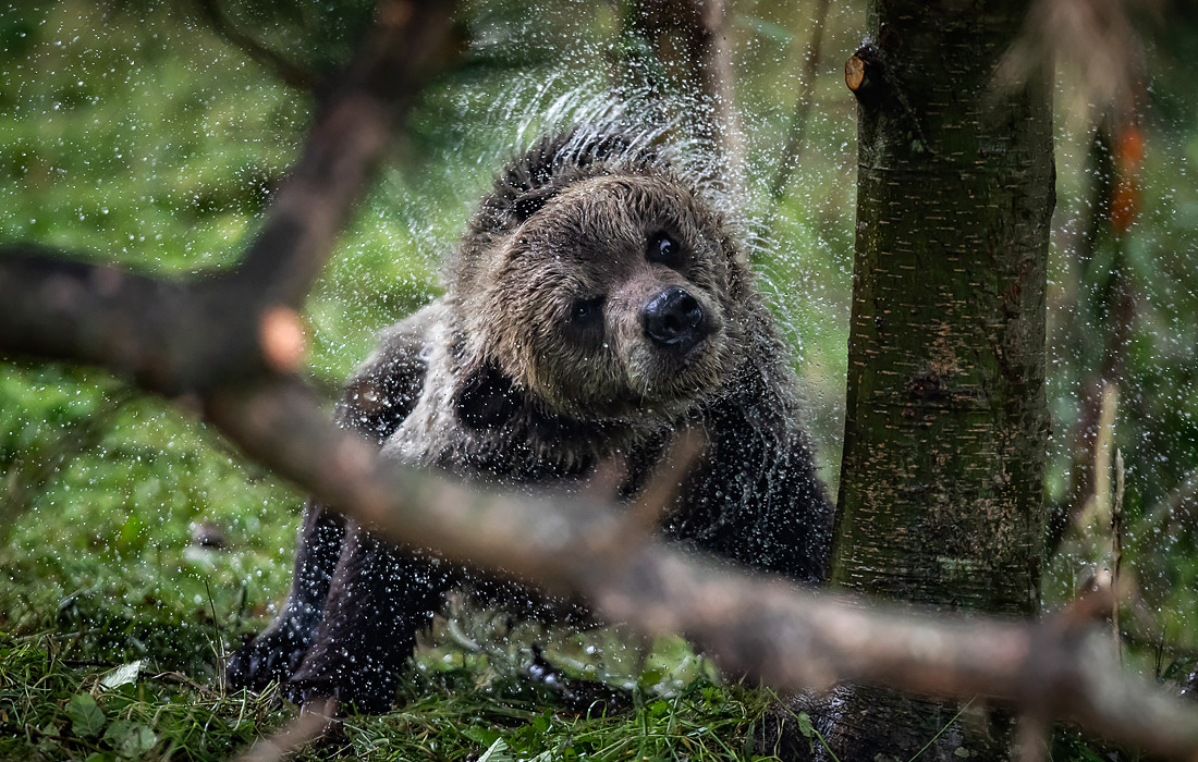 Медвежонок гризли в зоопарке Ванкувера