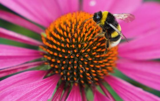 Фотохроника 10 июля