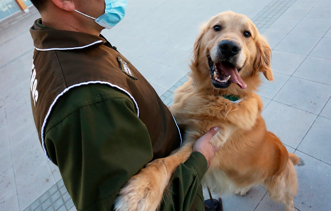 Кинологи в Чили обучают служебных собак находить больных COVID-19 по запаху