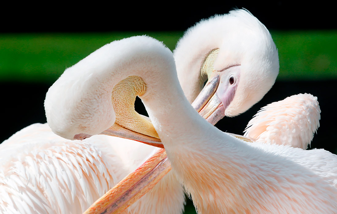 Розовые пеликаны в зоопарке немецкого города Крефельд