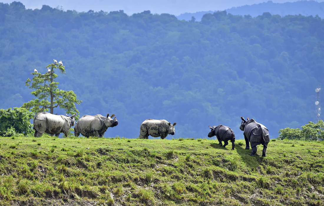Носороги перемещаются на высокий холм в пострадавшей от наводнения зоне Национального парка Казиранга в индийском Ассаме