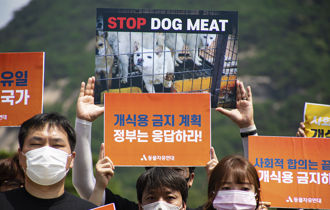 В Сеуле защитники животных вышли на демонстрацию против употребления в пищу мяса собак. Протестующие призывают правительство принять закон о запрете на потребление мяса собаки.