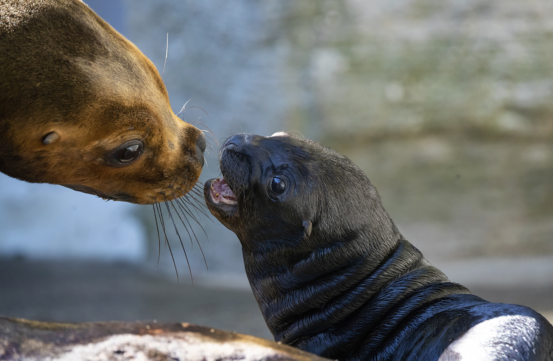 Детеныш морского льва с матерью в зоопарке в Вене