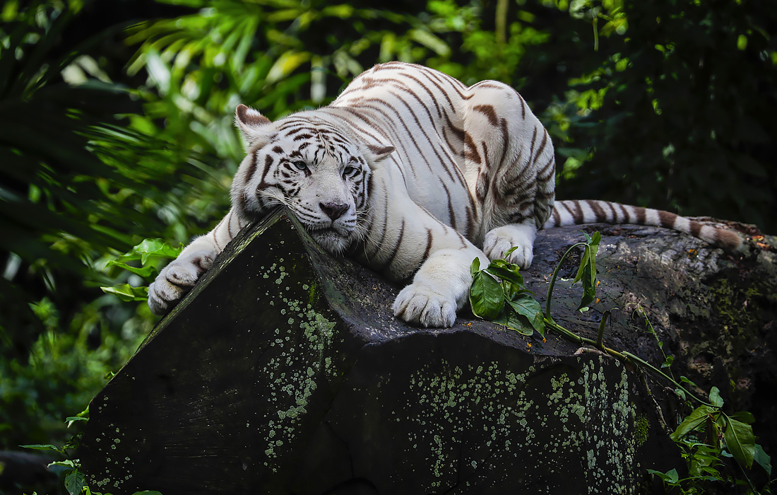 Белый тигр в сингапурском зоопарке