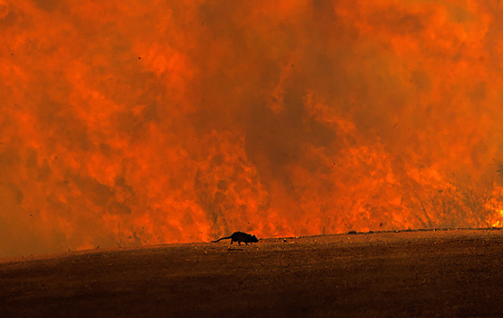 Лесные пожары в Калифорнии