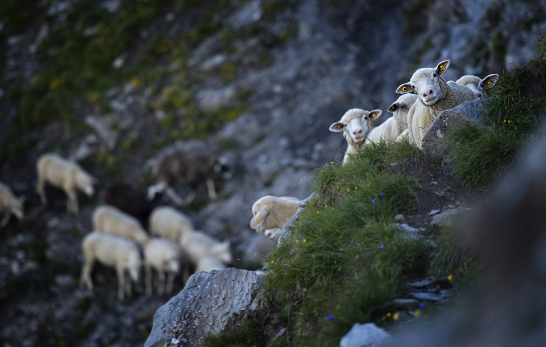 Стадо овец пересекает альпийскую местность ниже пика Фалькнис (2562 метра над уровнем моря), Швейцария