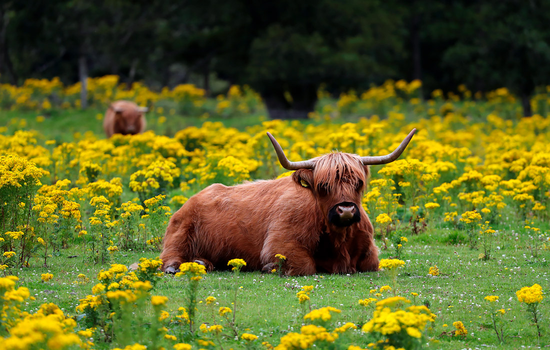 Шотландская корова породы Хайленд на поле в Питлохри, Великобритания