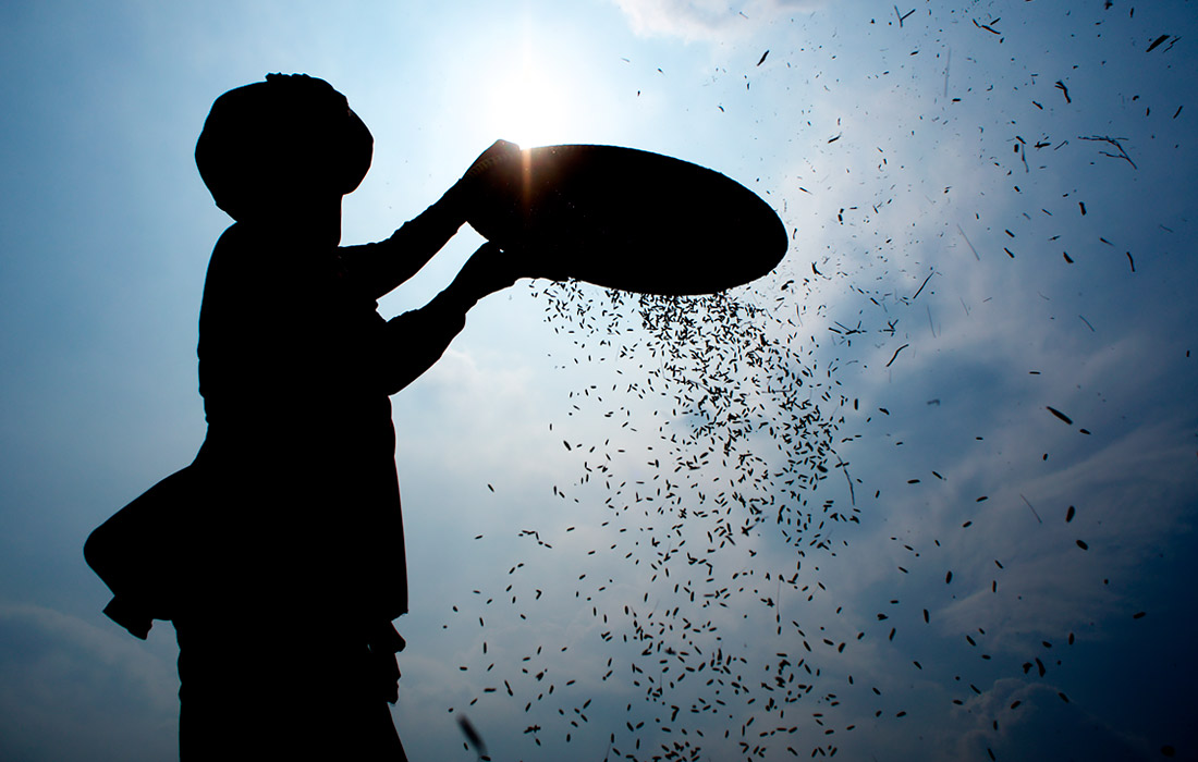 Индонезийский фермер просеивает рис на полях в Богоре