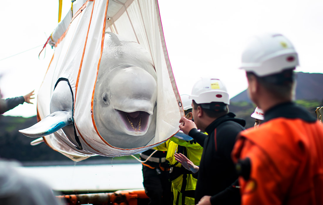 Двух белух из океанариума Шанхая перевезли в китовый заповедник с открытой водой в заливе Клеттсвик в Исландии