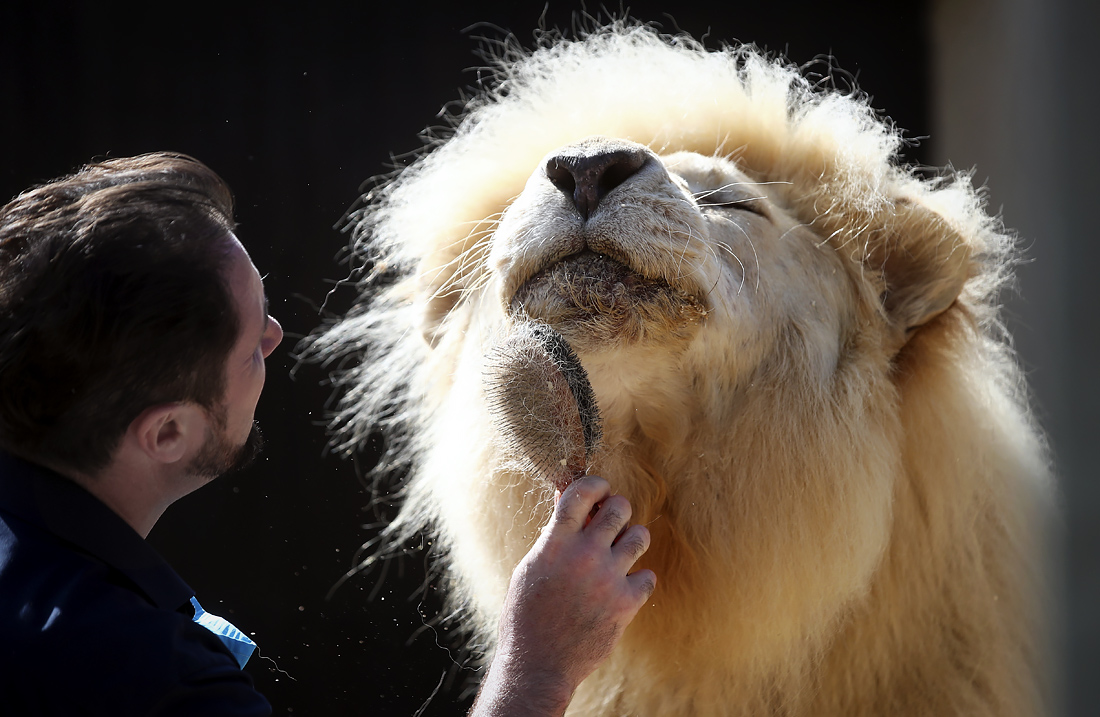 Лев в цирке Мюнхена